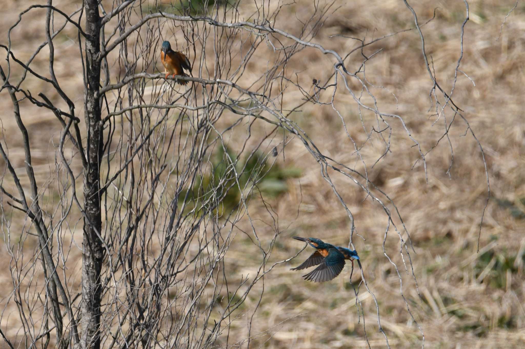 Common Kingfisher