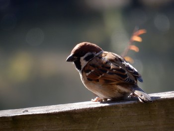 Eurasian Tree Sparrow Shinjuku Gyoen National Garden Fri, 1/13/2017