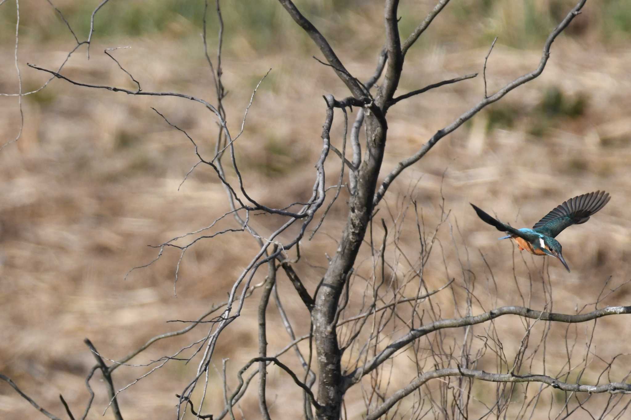 Common Kingfisher