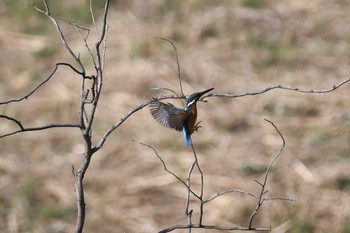 Sun, 2/21/2021 Birding report at Shin-yokohama Park