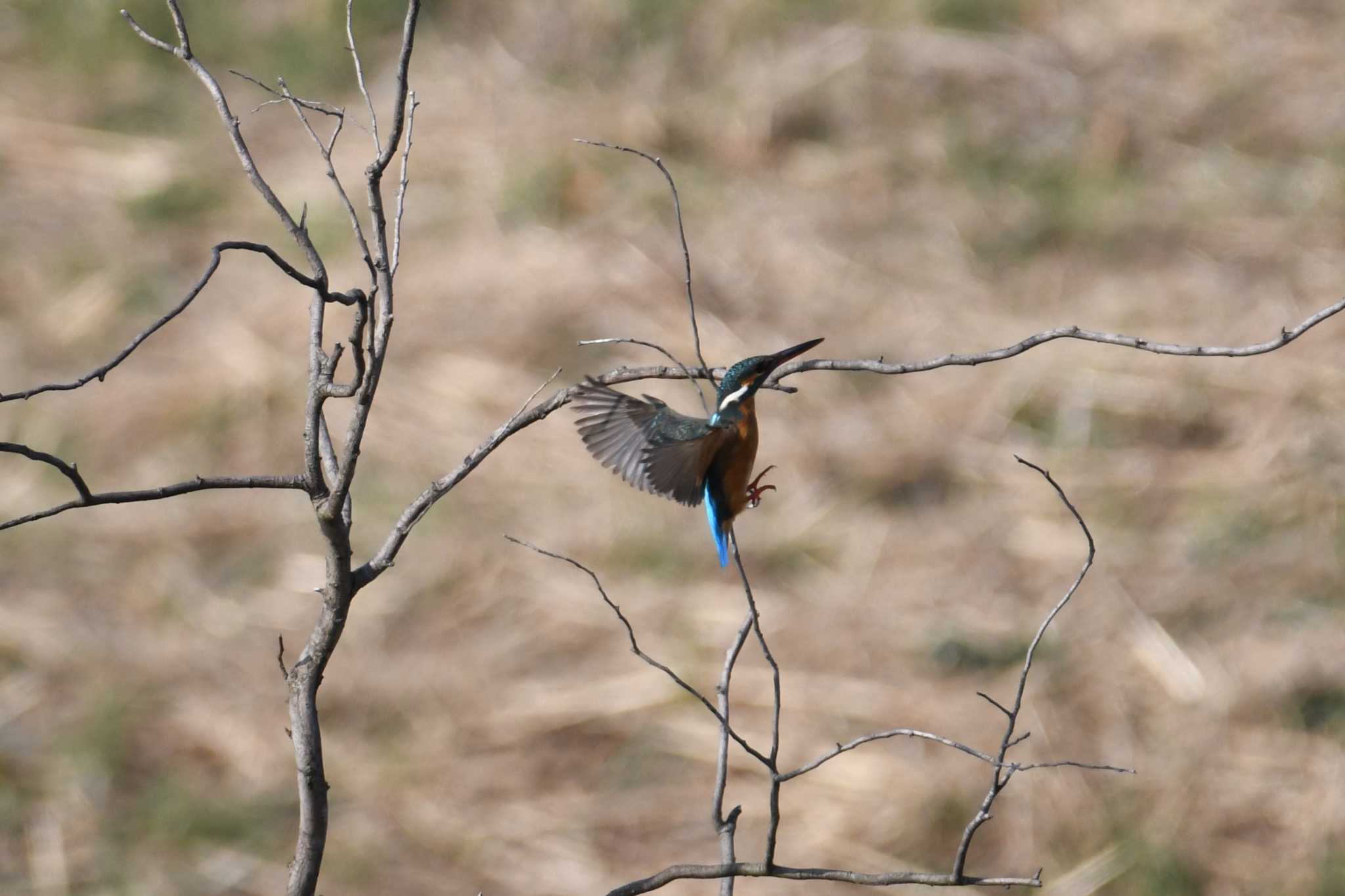 Common Kingfisher