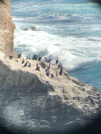 2021年2月21日(日) 城ヶ島公園の野鳥観察記録