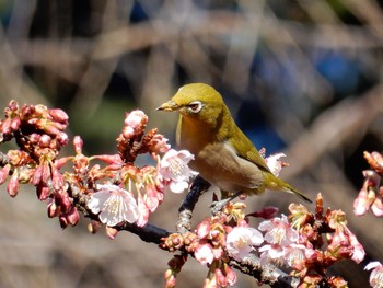 Warbling White-eye Shinjuku Gyoen National Garden Thu, 1/12/2017