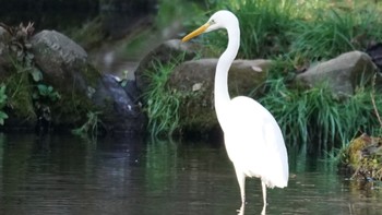 ダイサギ 上谷戸大橋 2021年2月21日(日)