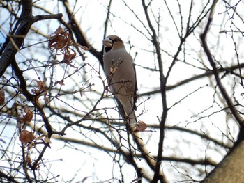 Hawfinch Shinjuku Gyoen National Garden Thu, 1/12/2017