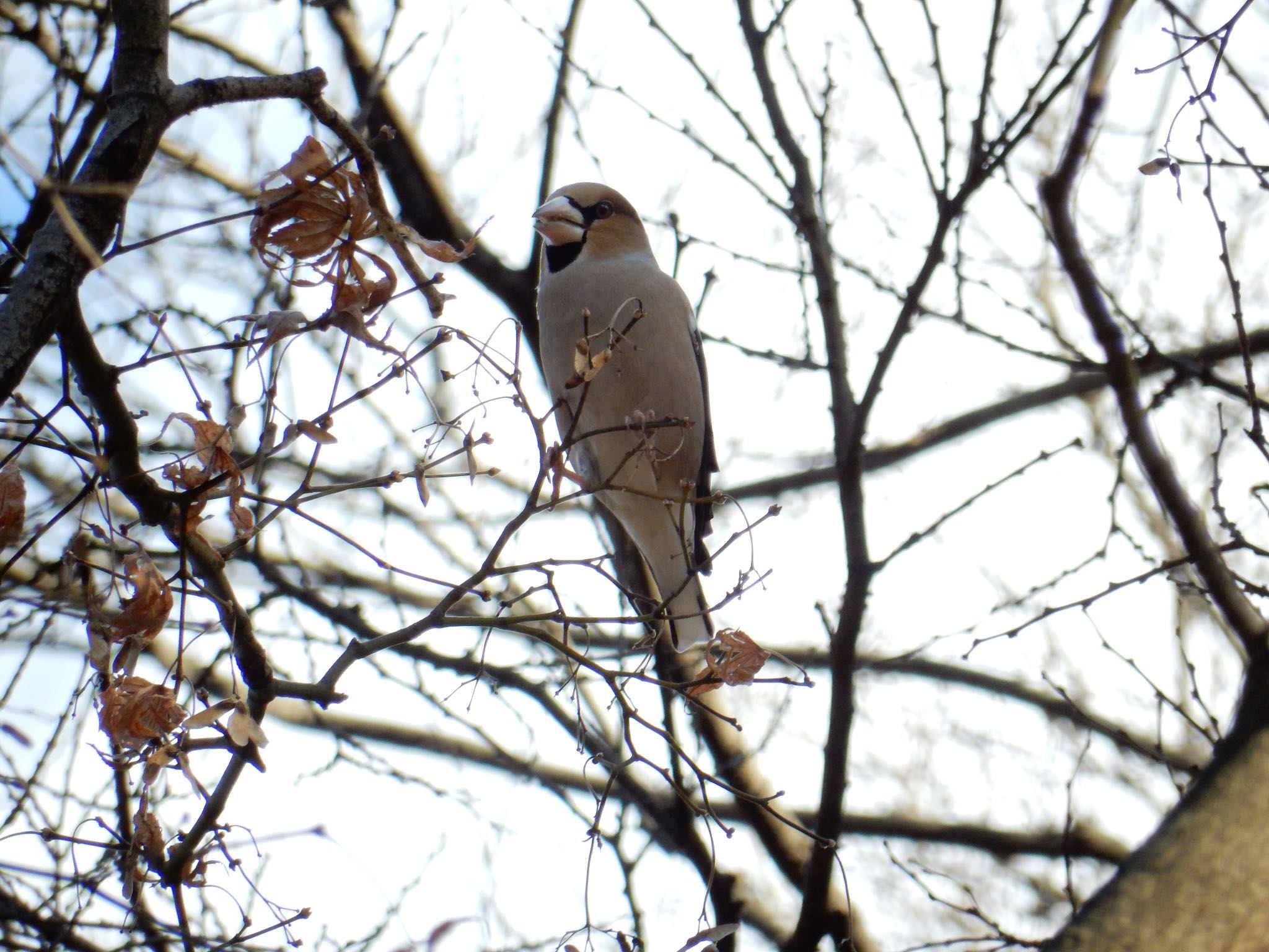 Photo of Hawfinch at Shinjuku Gyoen National Garden by kei