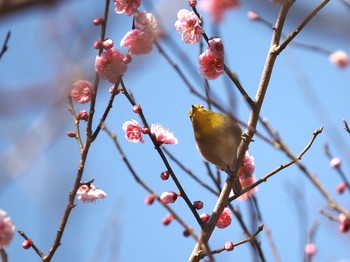 Warbling White-eye 湯河原 Sun, 2/21/2021