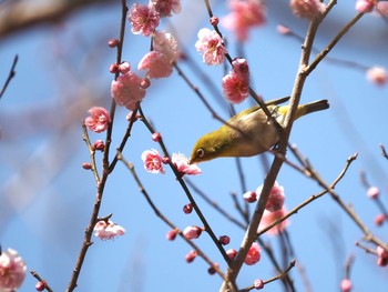 Warbling White-eye 湯河原 Sun, 2/21/2021