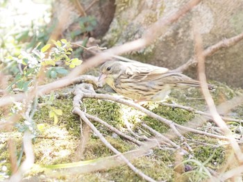 Masked Bunting 湯河原 Sun, 2/21/2021