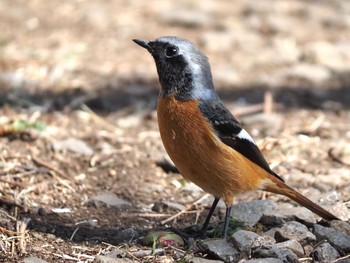 Daurian Redstart 湯河原 Sun, 2/21/2021