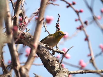 メジロ 湯河原 2021年2月21日(日)