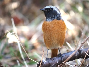 2021年2月21日(日) 湯河原の野鳥観察記録