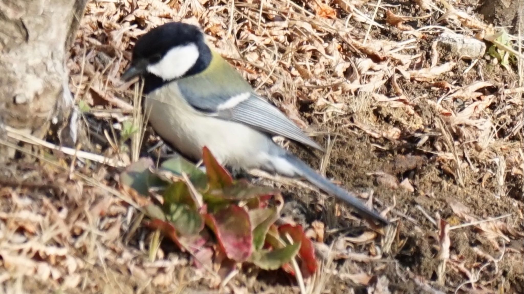 シジュウカラ