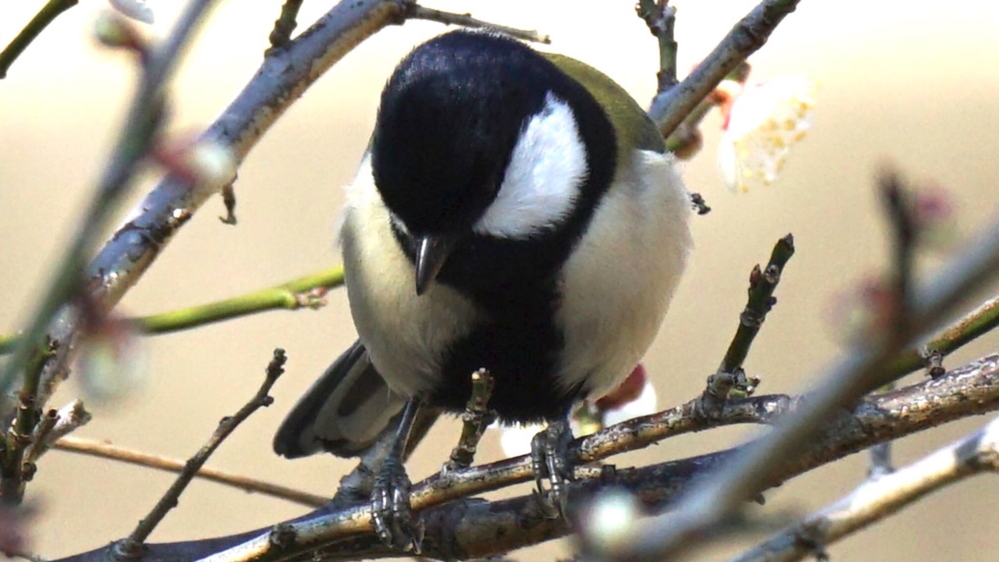 シジュウカラ