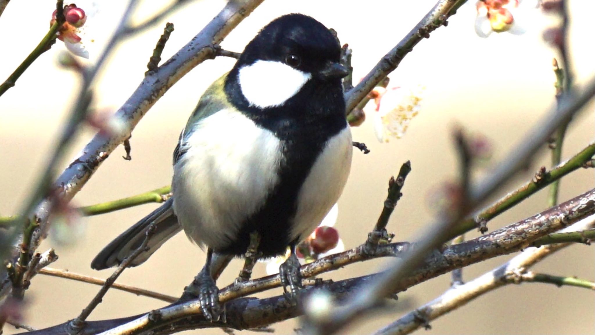 シジュウカラ