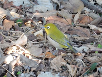 Warbling White-eye Shinjuku Gyoen National Garden Thu, 1/12/2017