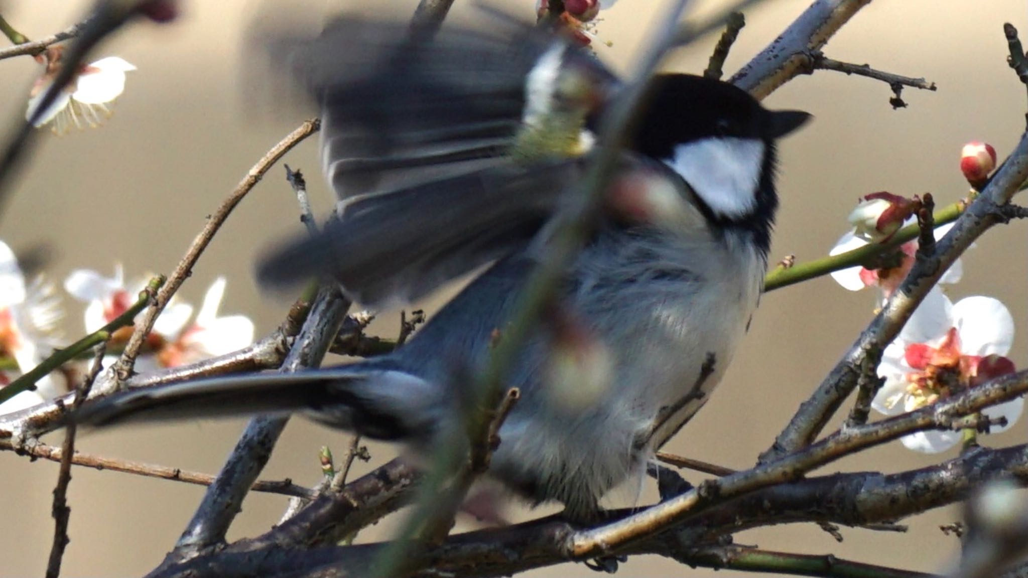 シジュウカラ