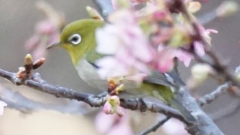 メジロ 上谷戸大橋 2021年2月21日(日)