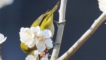 メジロ 上谷戸大橋 2021年2月21日(日)