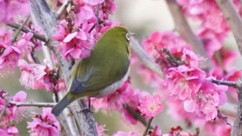 メジロ 上谷戸大橋 2021年2月21日(日)