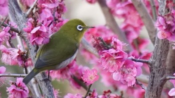 2021年2月21日(日) 上谷戸大橋の野鳥観察記録