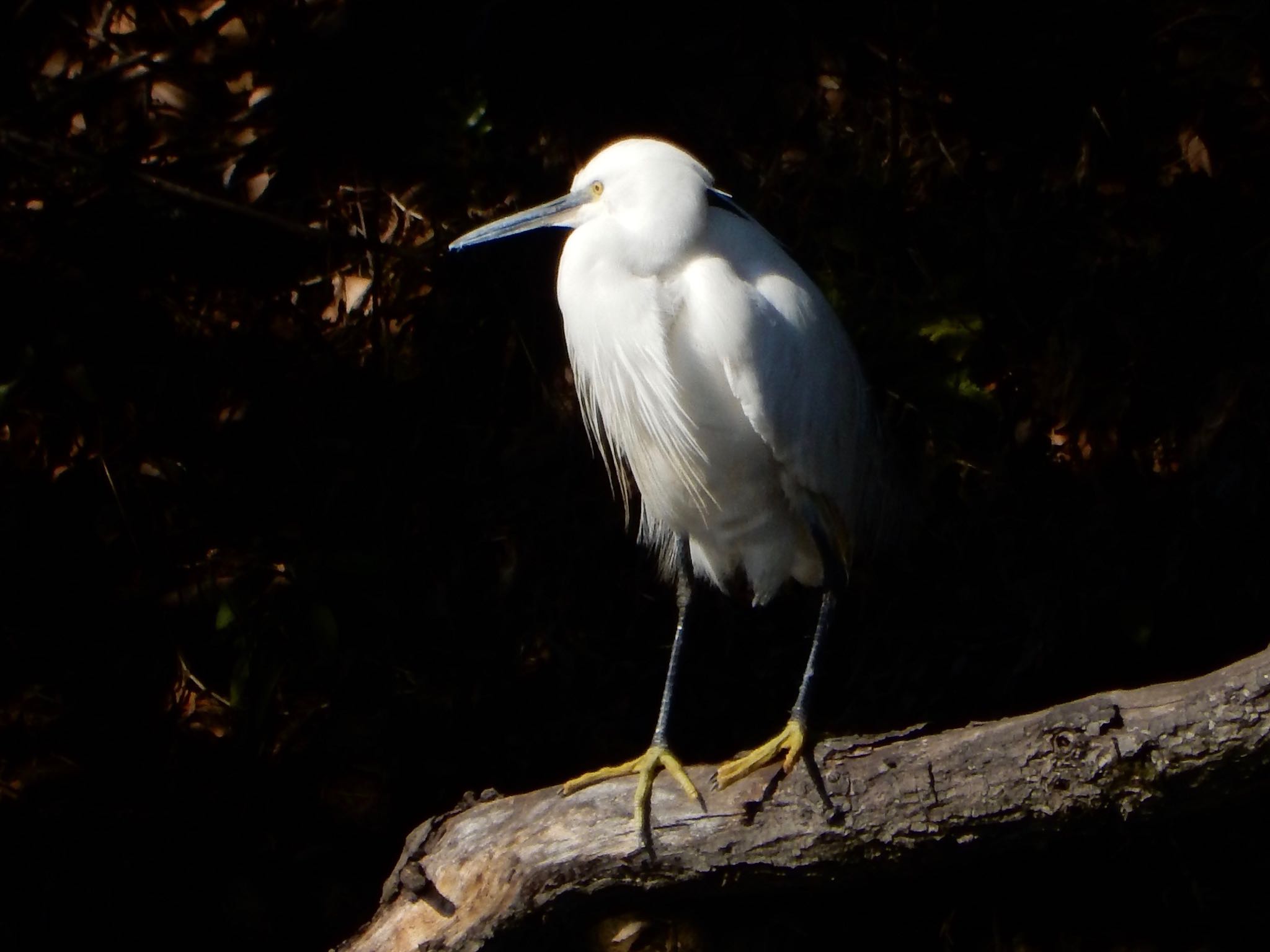 Little Egret