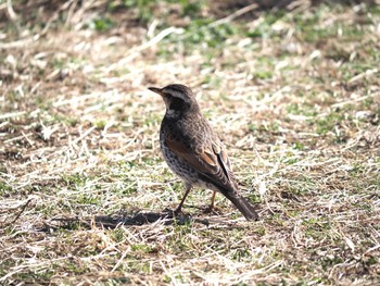 Dusky Thrush 藤沢市 Thu, 2/18/2021