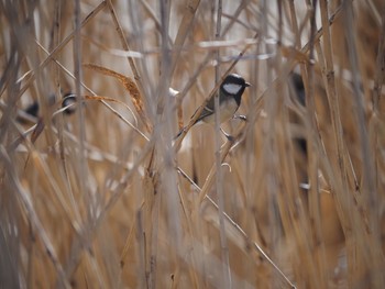 Japanese Tit 藤沢市 Thu, 2/18/2021