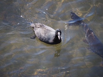 Eurasian Coot 藤沢市 Thu, 2/18/2021