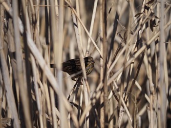 Masked Bunting 藤沢市 Thu, 2/18/2021