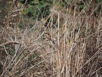 Bull-headed Shrike 藤沢市 Thu, 2/18/2021