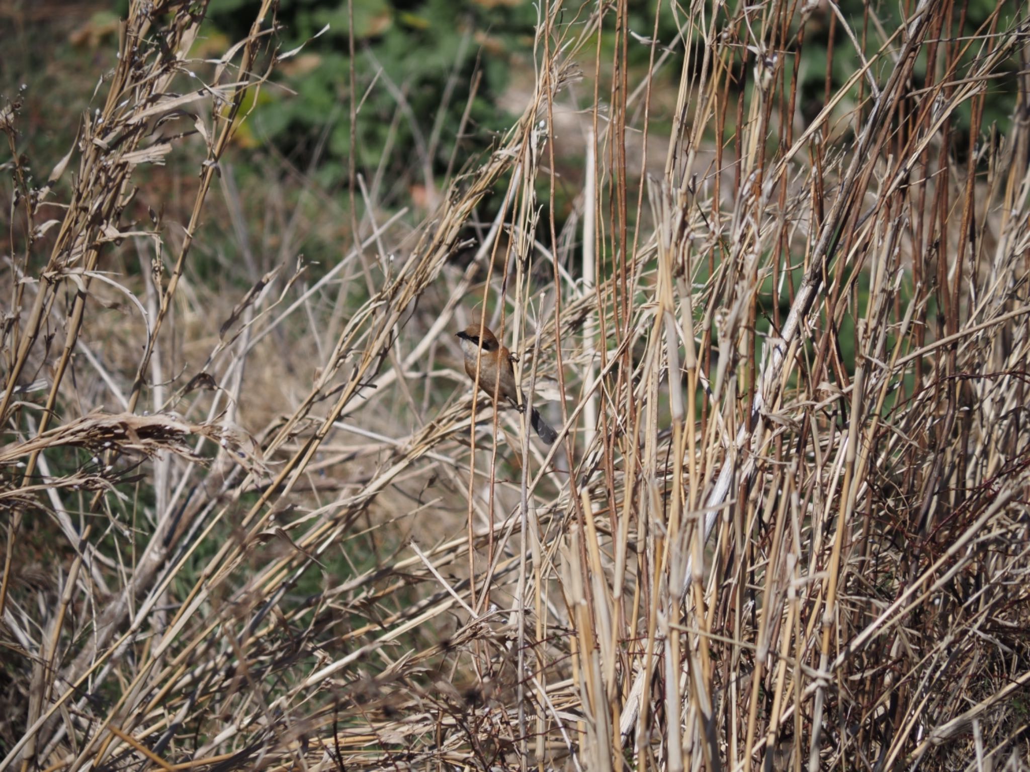 Photo of Bull-headed Shrike at 藤沢市 by 大福