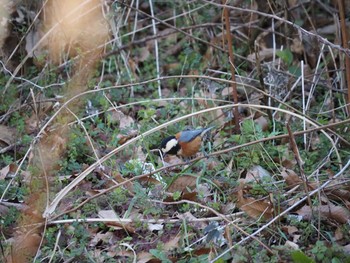 Varied Tit 藤沢市 Thu, 2/18/2021