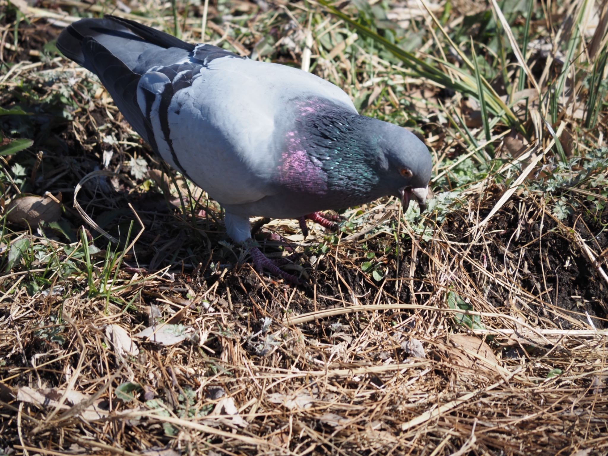 Photo of Rock Dove at 藤沢市 by 大福