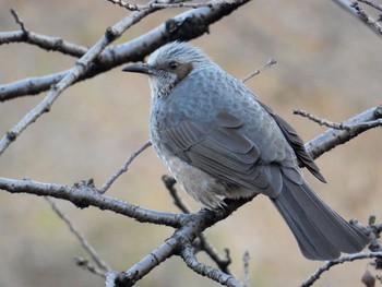 Brown-eared Bulbul 北の丸公園 Tue, 1/10/2017