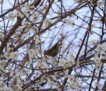 メジロ 愛知県小牧市 2021年2月21日(日)