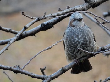 Brown-eared Bulbul 北の丸公園 Tue, 1/10/2017