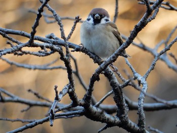 Eurasian Tree Sparrow 北の丸公園 Tue, 1/10/2017