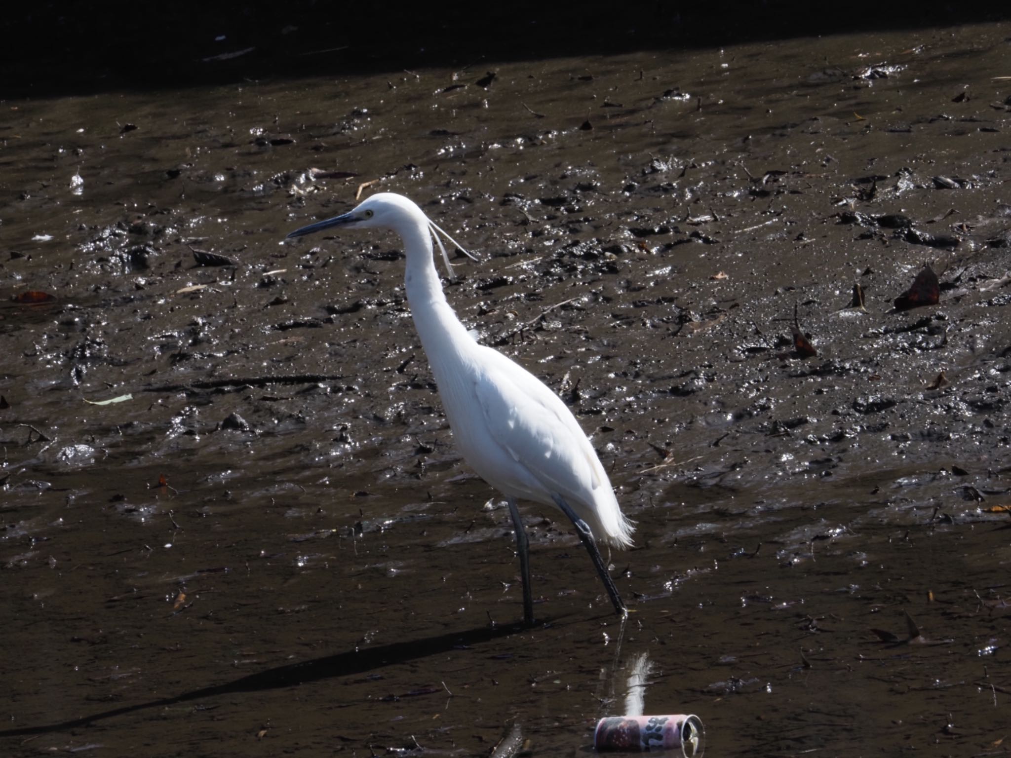 Photo of Little Egret at 泉の森公園 by メメタァ