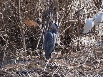 Sun, 2/21/2021 Birding report at 泉の森公園