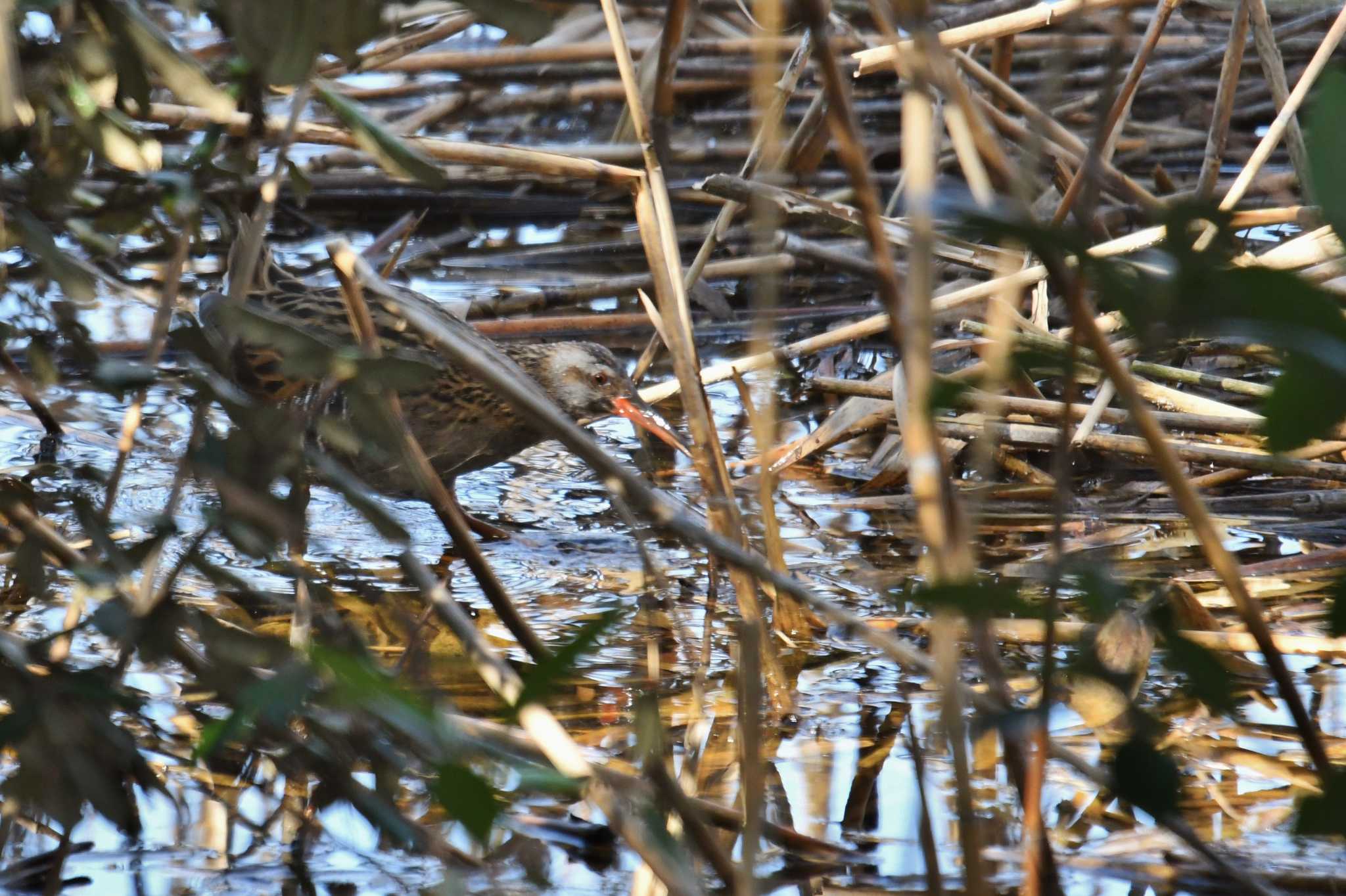 葛西臨海公園 クイナの写真 by あひる