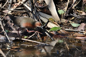 2021年2月21日(日) 葛西臨海公園の野鳥観察記録