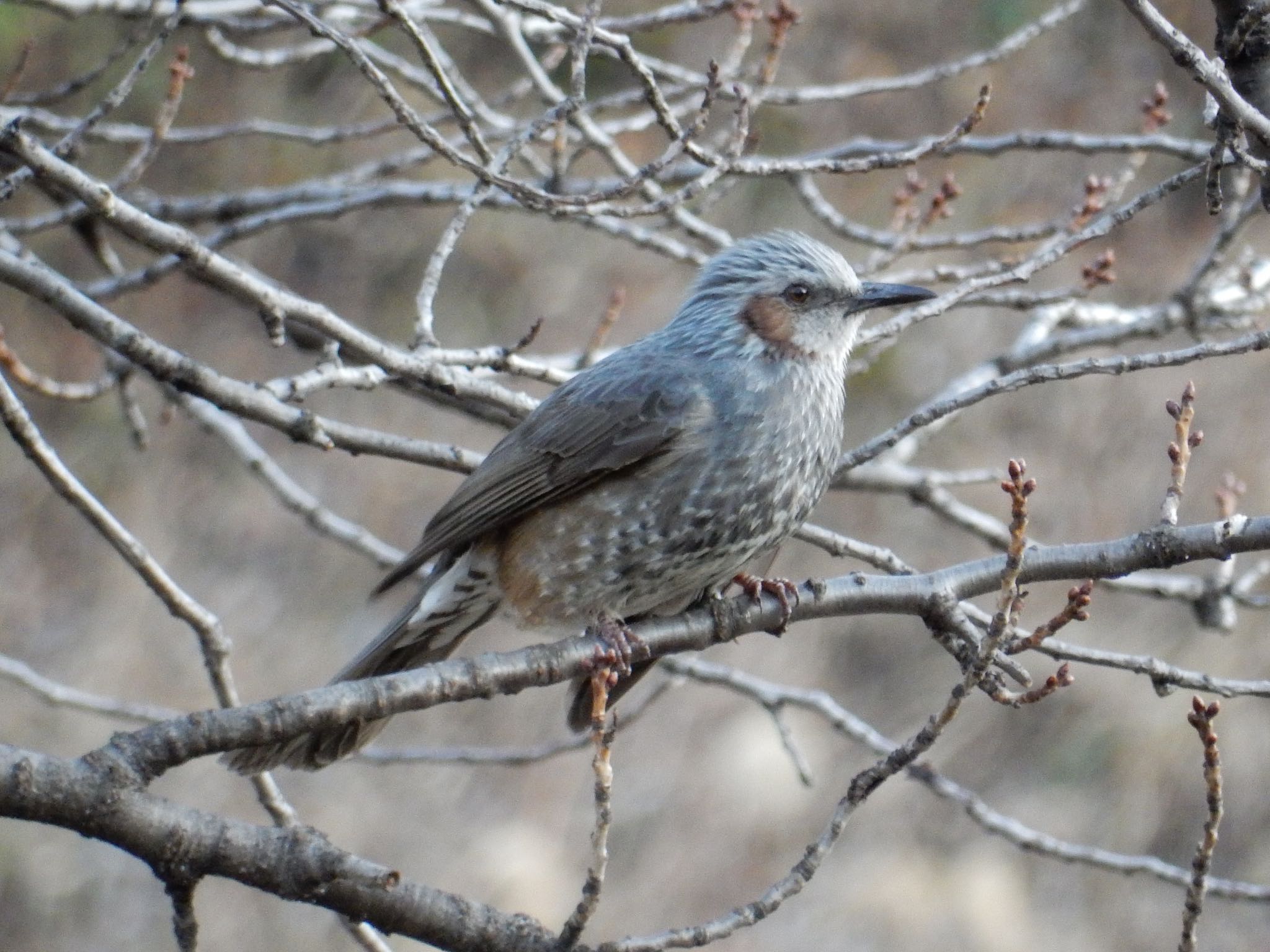 Photo of Brown-eared Bulbul at 北の丸公園 by kei