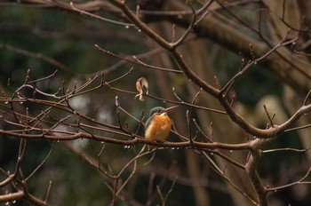 Common Kingfisher Inokashira Park Wed, 12/30/2020