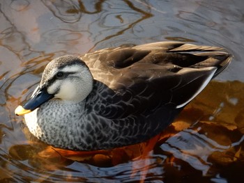 Eastern Spot-billed Duck 北の丸公園 Tue, 1/10/2017