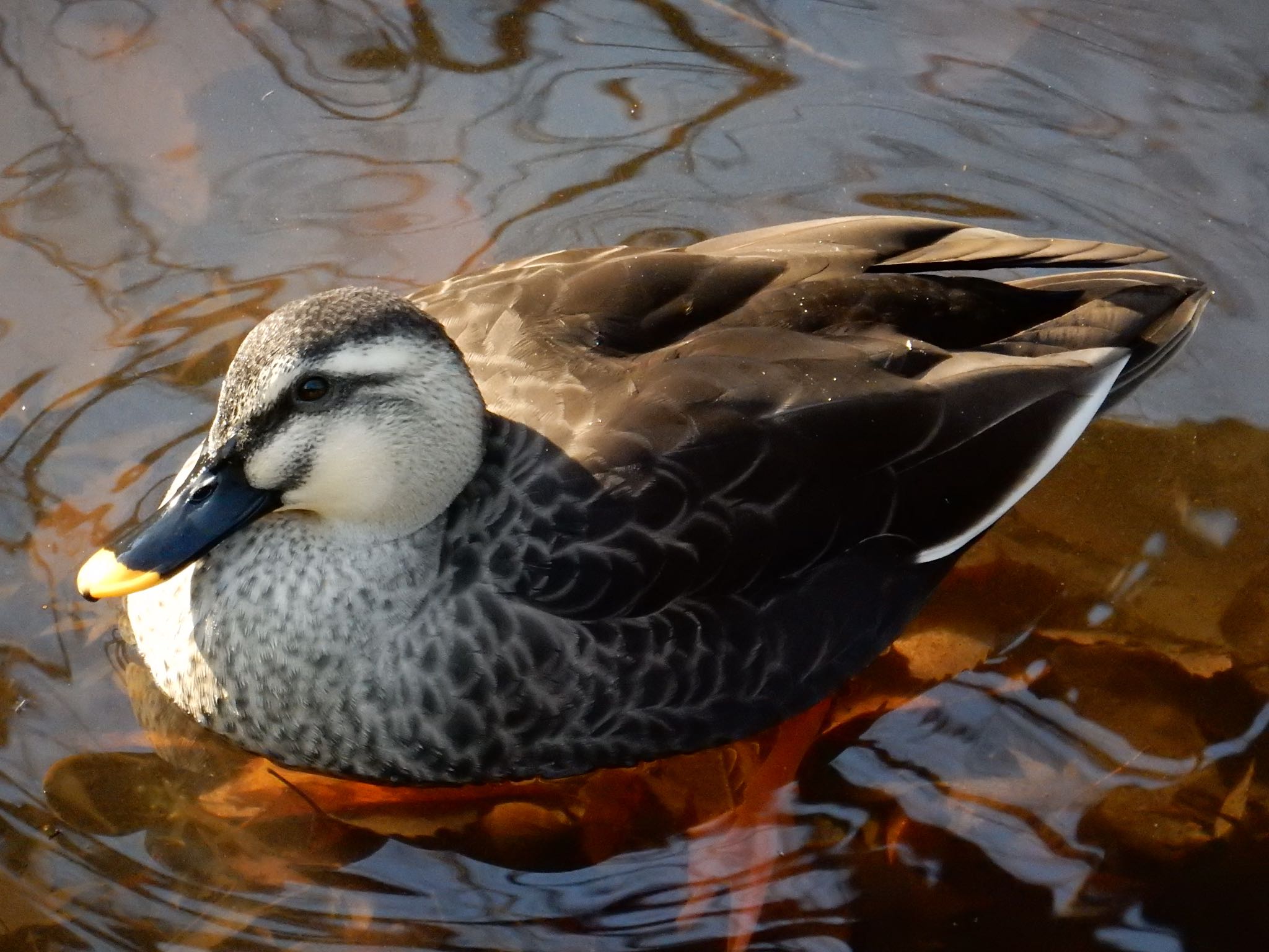 Photo of Eastern Spot-billed Duck at 北の丸公園 by kei