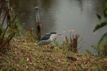 Black-crowned Night Heron Inokashira Park Wed, 12/30/2020