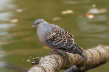 Oriental Turtle Dove Inokashira Park Fri, 2/12/2021