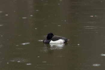 Tufted Duck Inokashira Park Wed, 12/30/2020