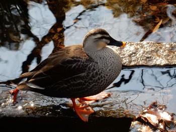 Eastern Spot-billed Duck 北の丸公園 Tue, 1/10/2017